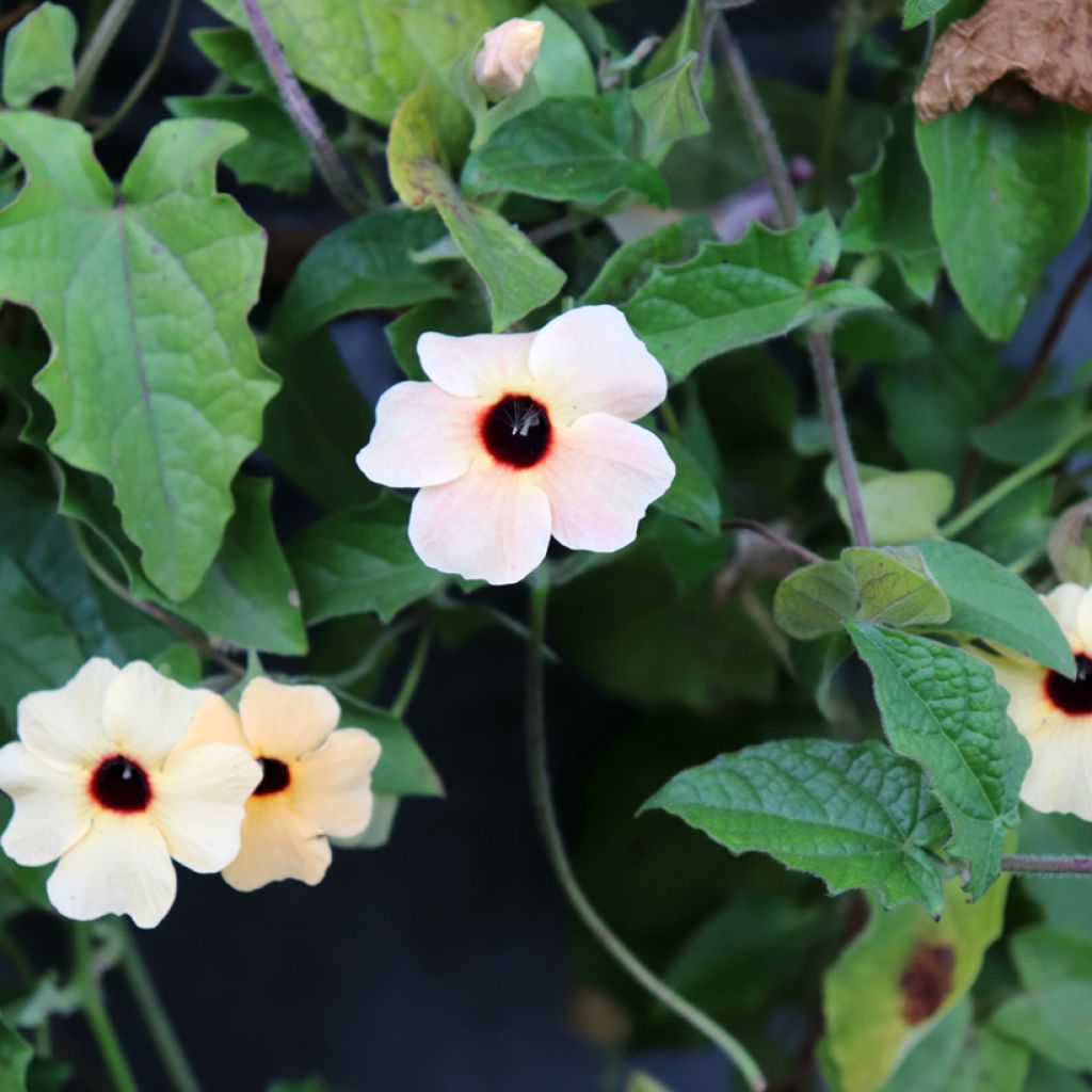 Thunbergia alata Blushing Susie (Samen)