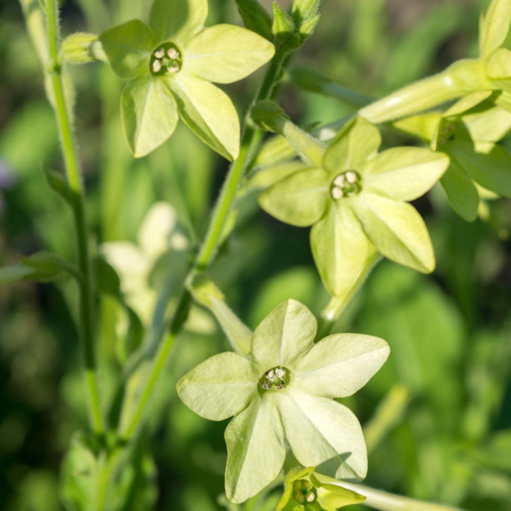 Flügel-Tabak Mojito (samen) - Nicotiana