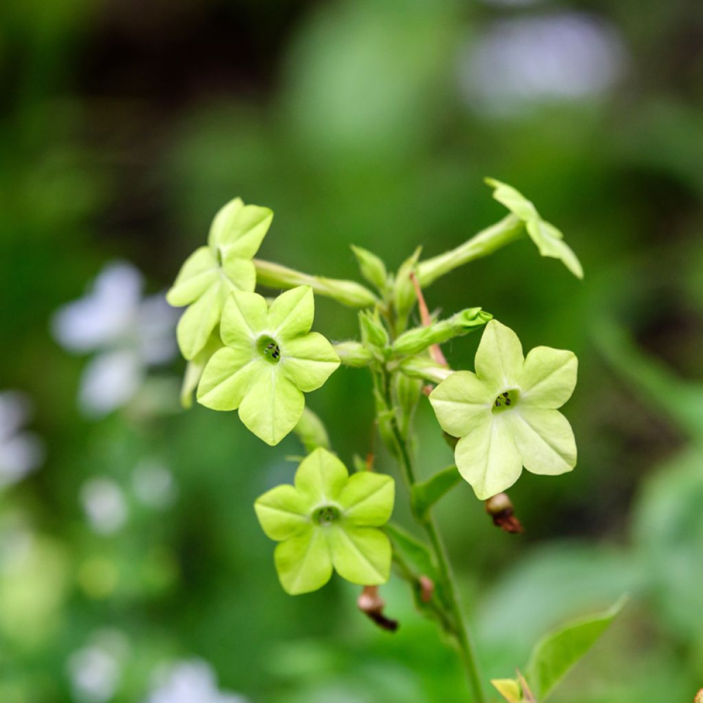 Flügel-Tabak Mojito (samen) - Nicotiana