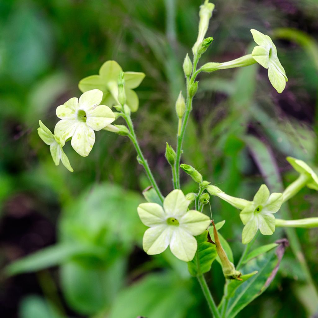 Flügel-Tabak Mojito (samen) - Nicotiana