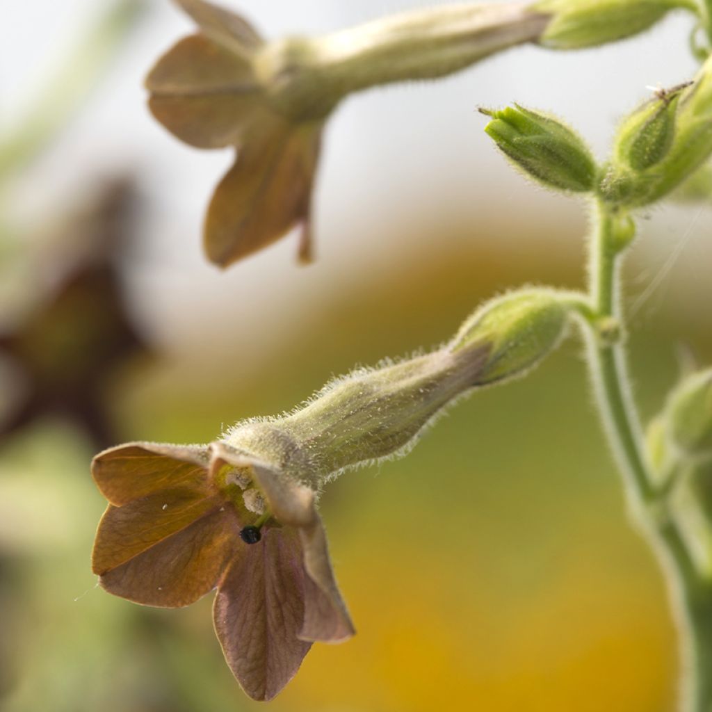 Grüner Ziertabak Bronze Queen (Samen) - Nicotiana langsdorffii