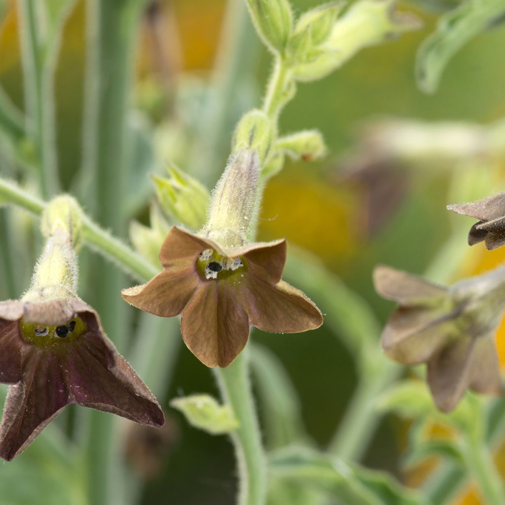 Grüner Ziertabak Bronze Queen (Samen) - Nicotiana langsdorffii