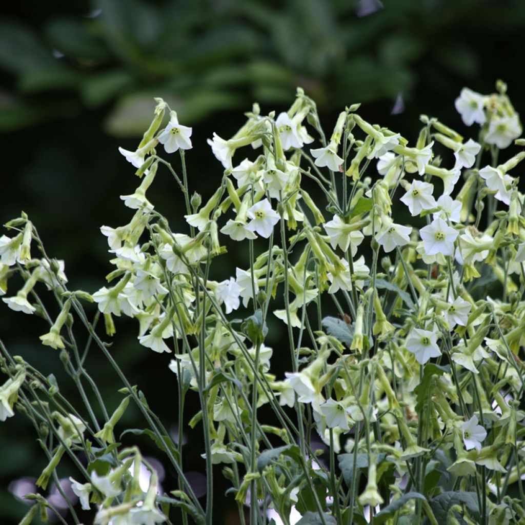 Flügel-Tabak Starlight Dancer (Samen) - Nicotiana hybrida