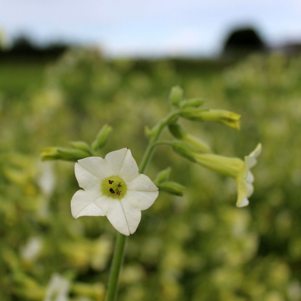 Flügel-Tabak Starlight Dancer (Samen) - Nicotiana hybrida