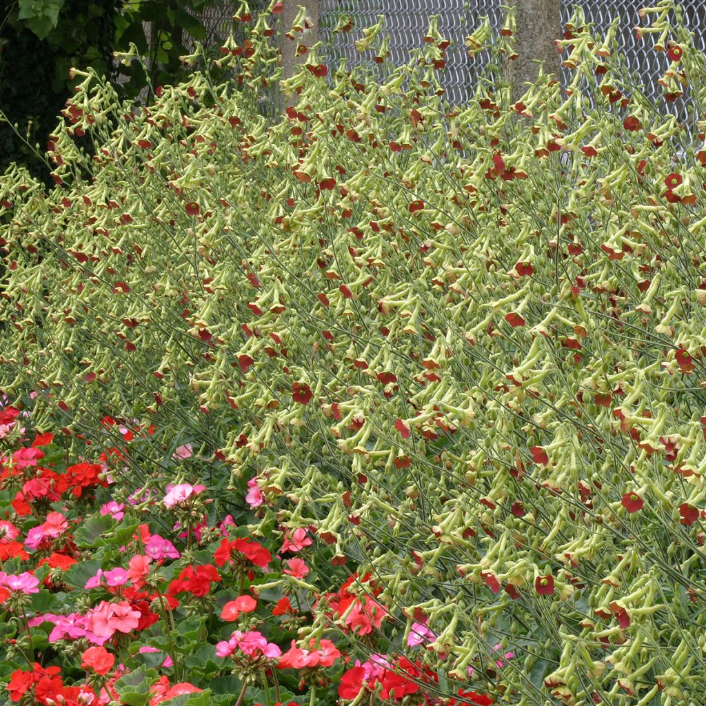 Flügel-Tabak Tinkerbell F1 (Samen) - Nicotiana