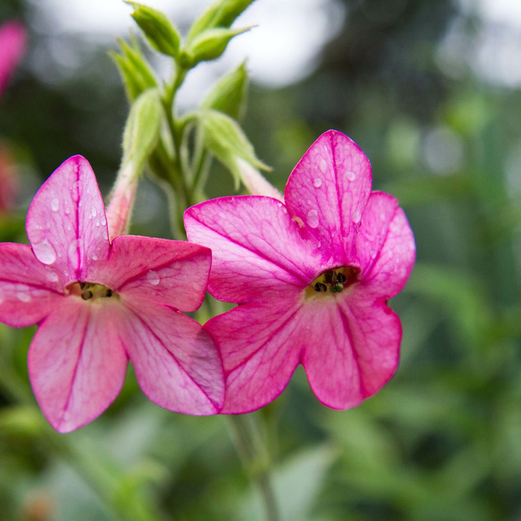 Flügel-Tabak Tinkerbell F1 (Samen) - Nicotiana