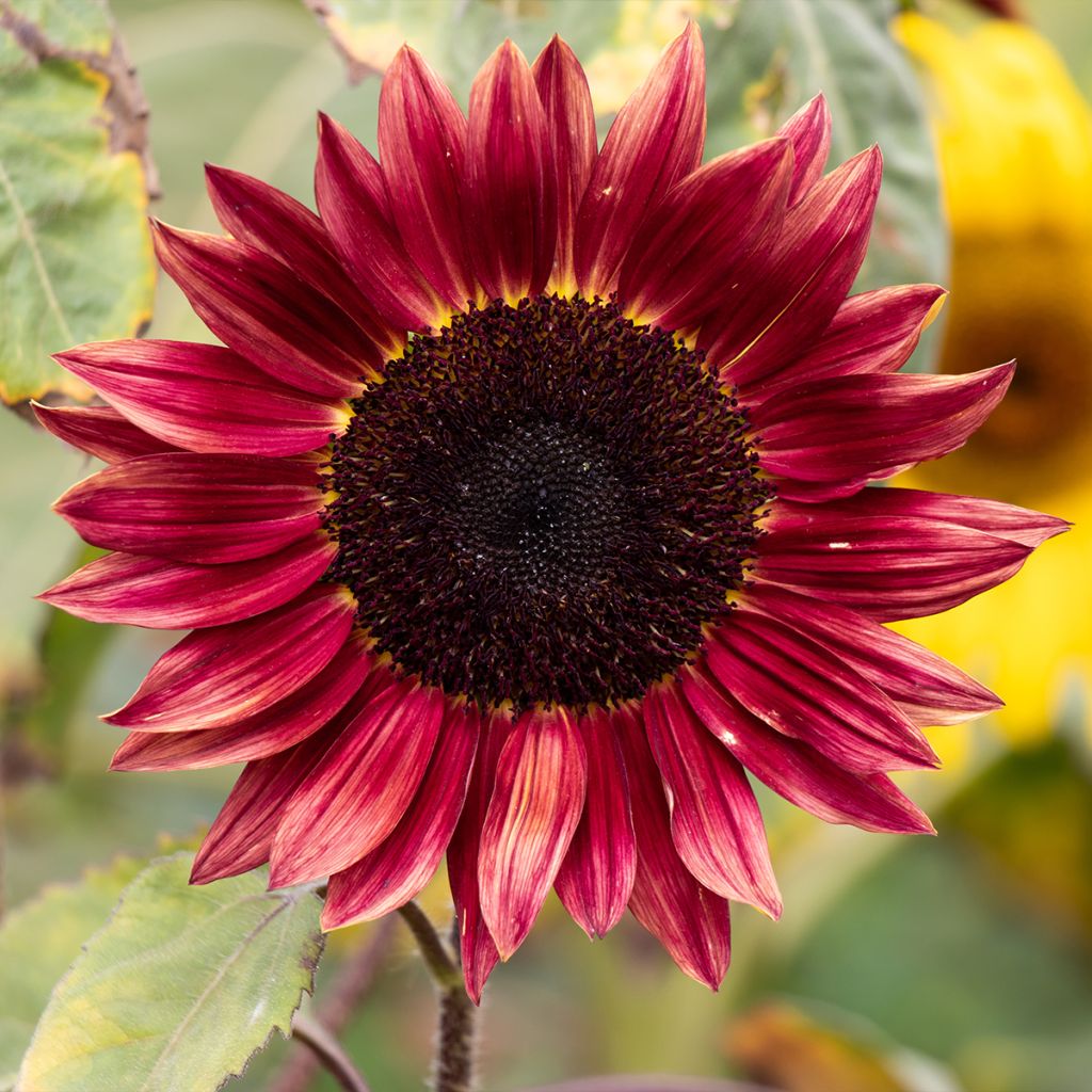 Sonnenblume Desire Red F1 (Samen) - Helianthus