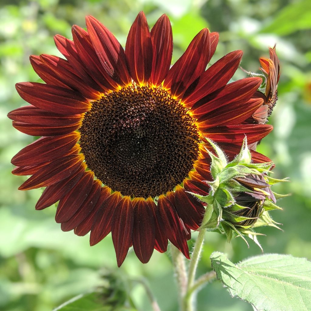 Sonnenblume Desire Red F1 (Samen) - Helianthus