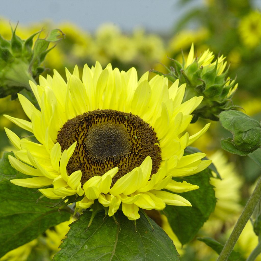 Gemeine Sonnenblume Garden Statement - Helianthus