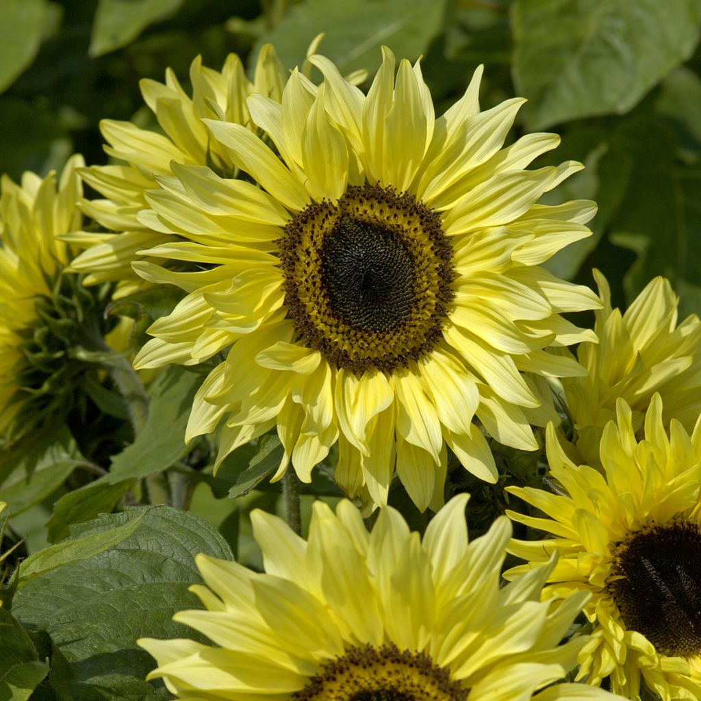 Gemeine Sonnenblume Garden Statement - Helianthus