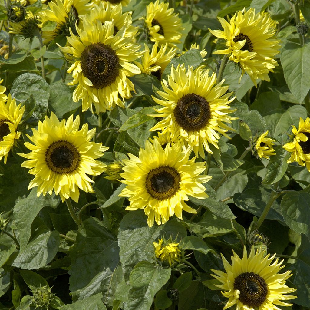 Gemeine Sonnenblume Garden Statement - Helianthus