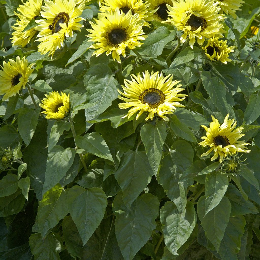 Gemeine Sonnenblume Garden Statement - Helianthus