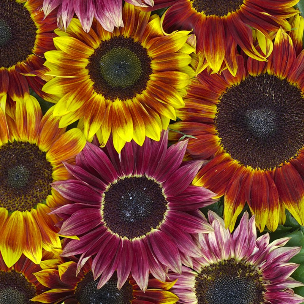 Gemeine Sonnenblume Harlequin F1 - Helianthus