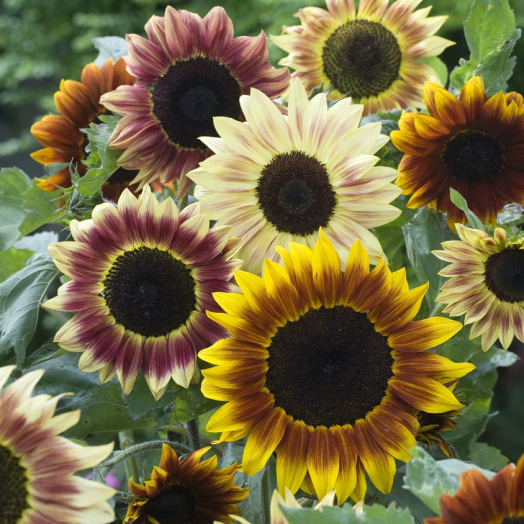 Gemeine Sonnenblume Harlequin F1 - Helianthus