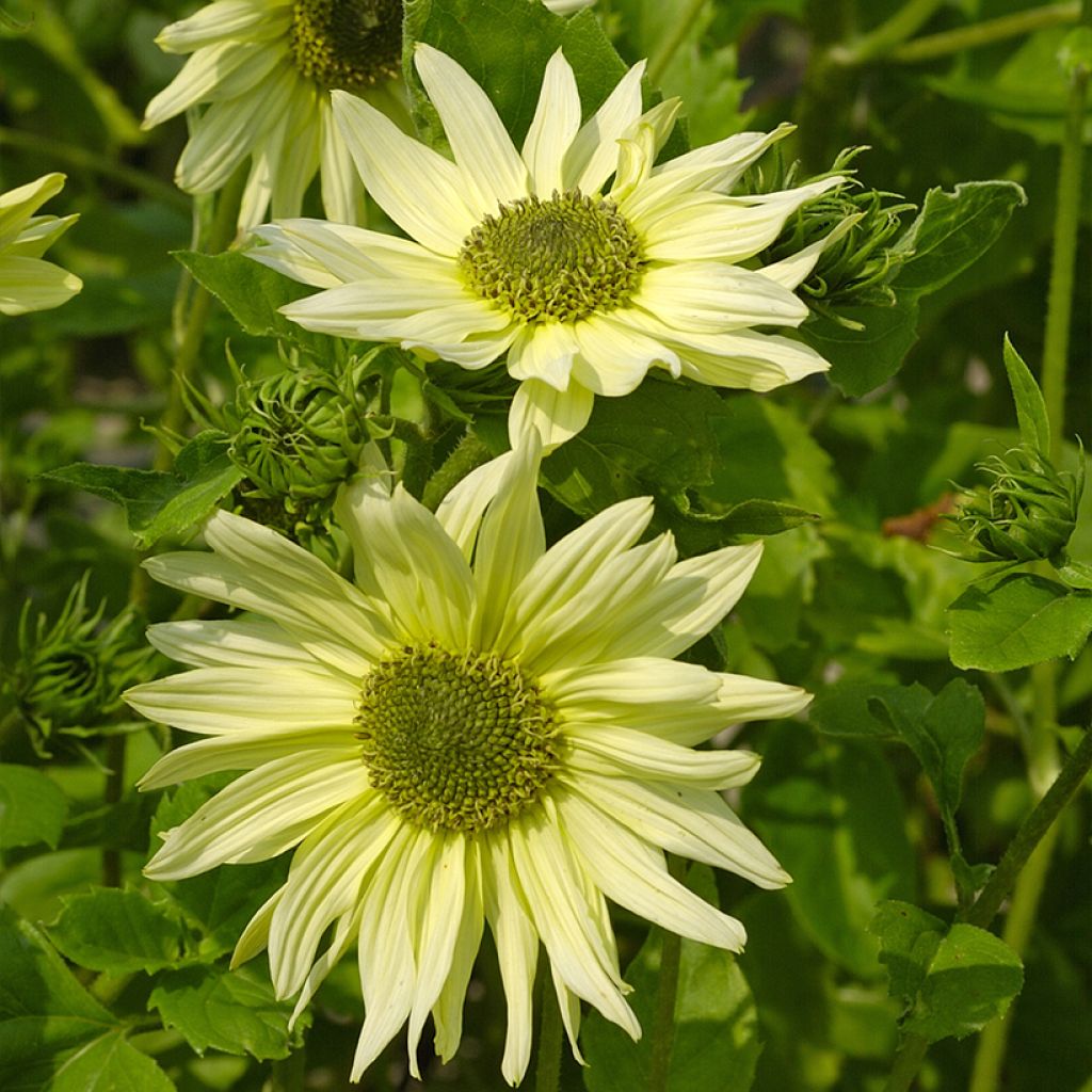 Sonnenblume Italian Green Heart (Samen) - Helianthus debilis subsp. cucumerifolius