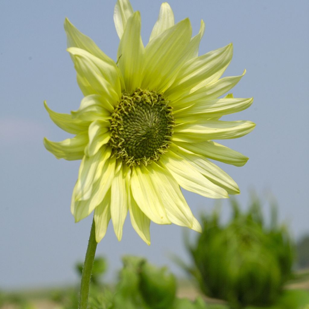 Sonnenblume Italian Green Heart (Samen) - Helianthus debilis subsp. cucumerifolius