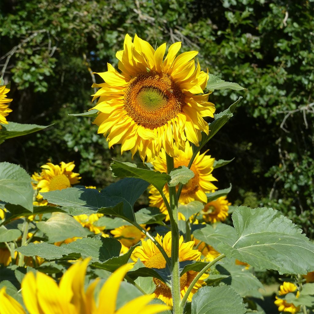 Gemeine Sonnenblume Mongolian Giant - Helianthus