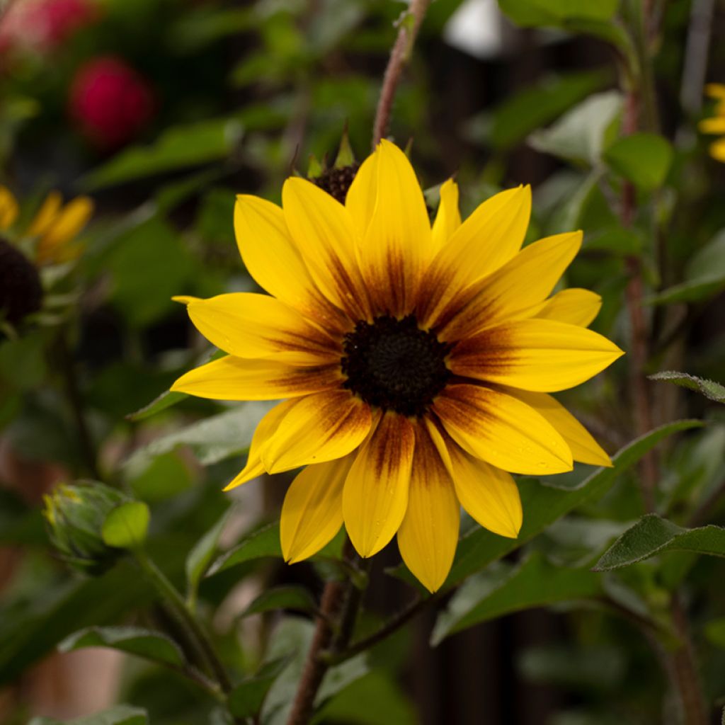 Gemeine Sonnenblume Paquito - Helianthus