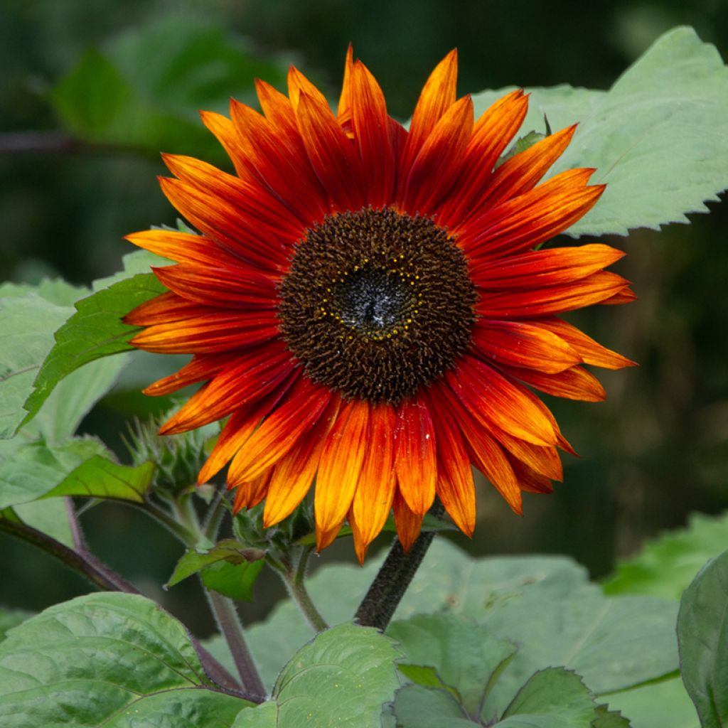 Gemeine Sonnenblume Paquito - Helianthus