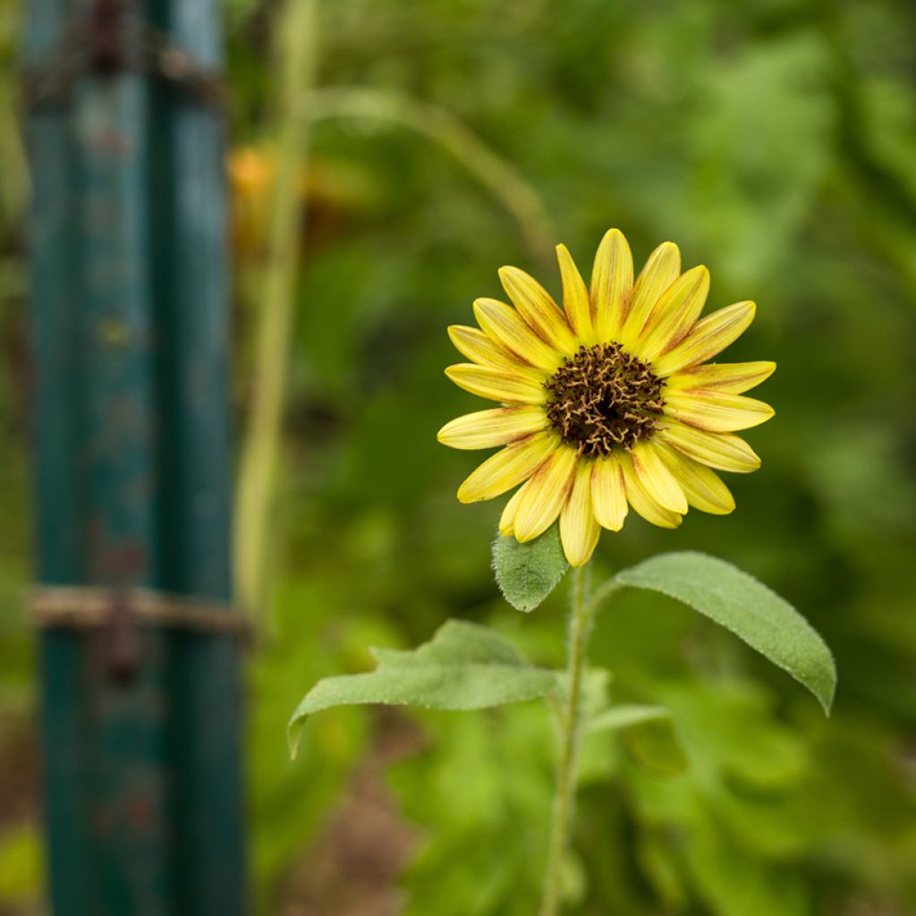 Gemeine Sonnenblume Paquito - Helianthus