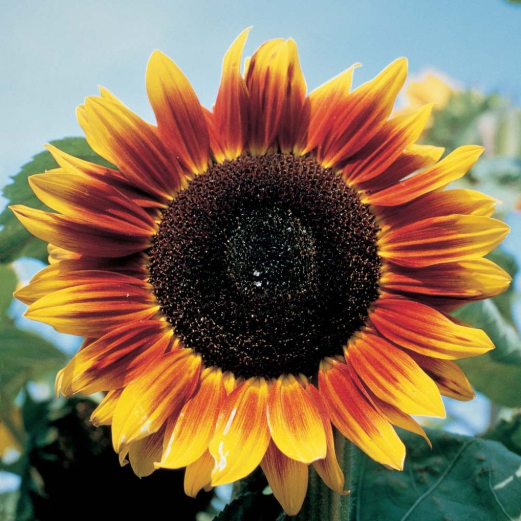 Gemeine Sonnenblume Solar Eclipse F1 - Helianthus