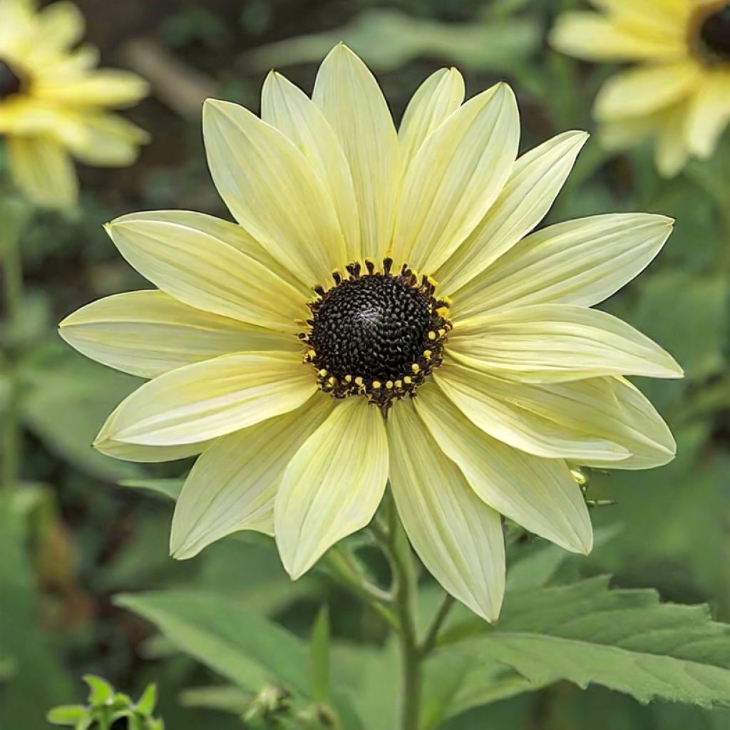 Sonnenblume Soluna Cream (Samen) - Helianthus