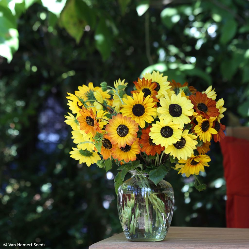 Sonnenblume Soluna Mix (Samen) - Helianthus