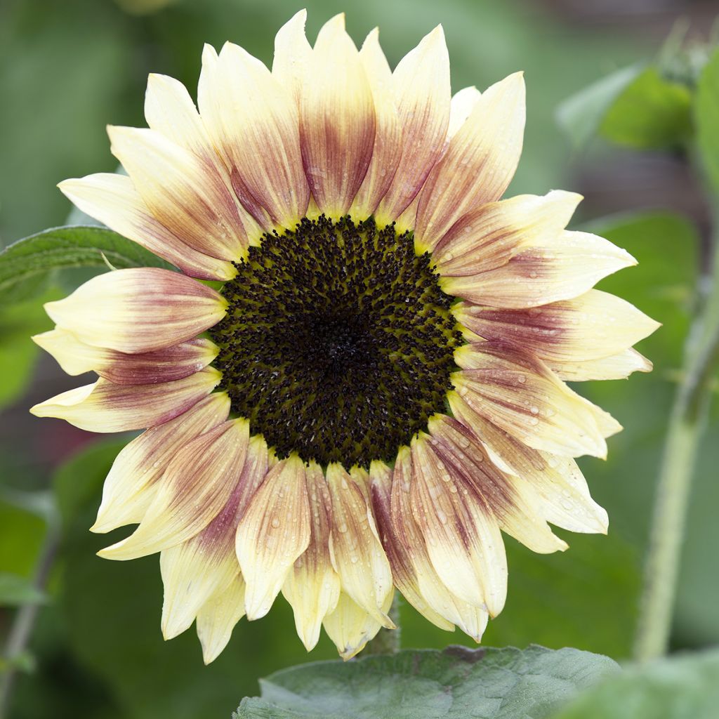 Sonnenblume Summer Lovin F1 (Samen) - Helianthus