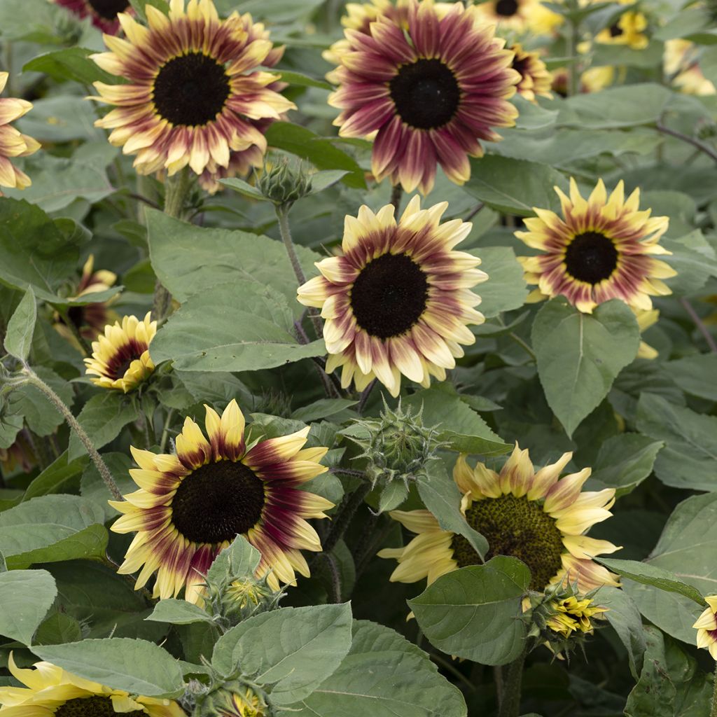 Sonnenblume Summer Lovin F1 (Samen) - Helianthus