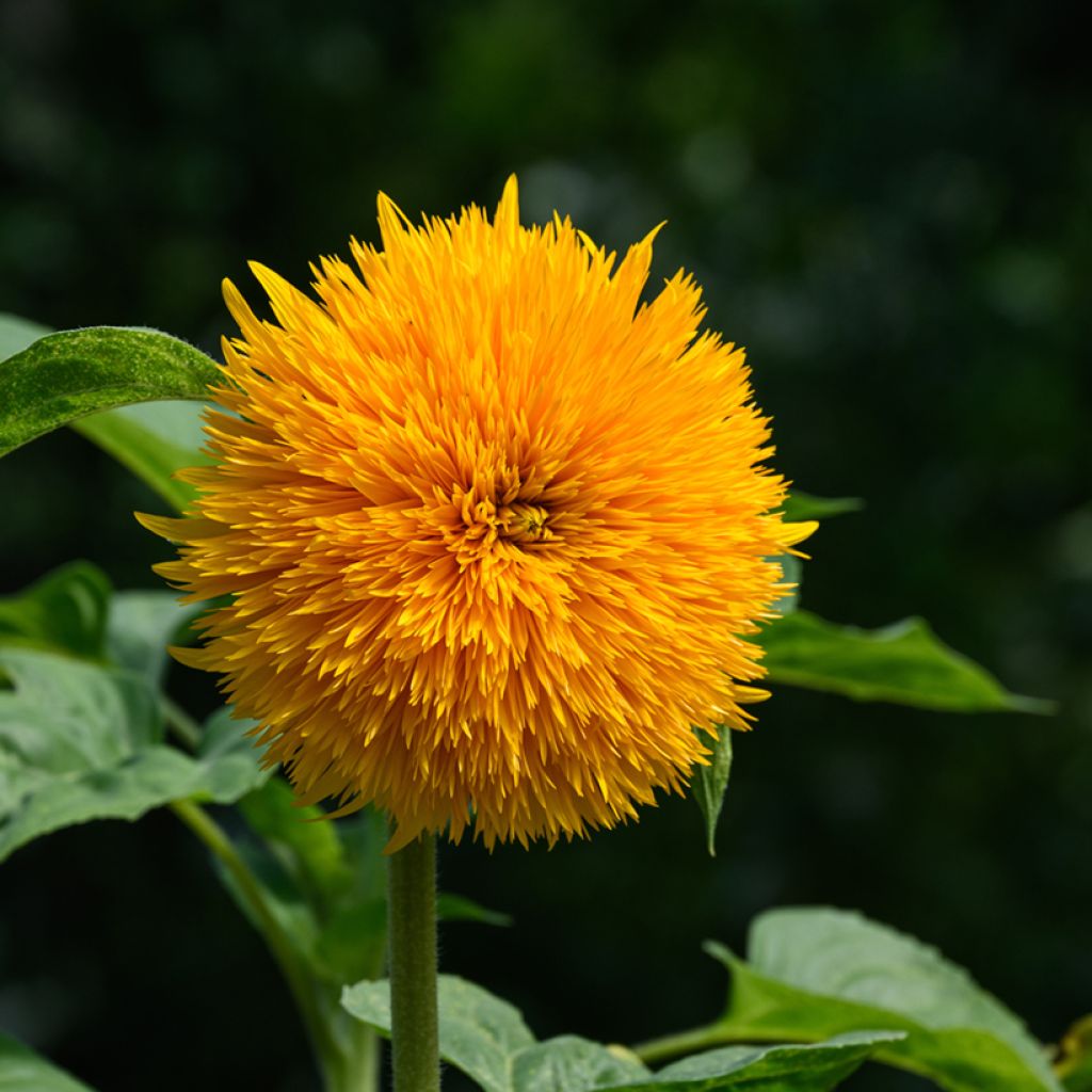 Gemeine Sonnenblume Teddy Bear - Helianthus