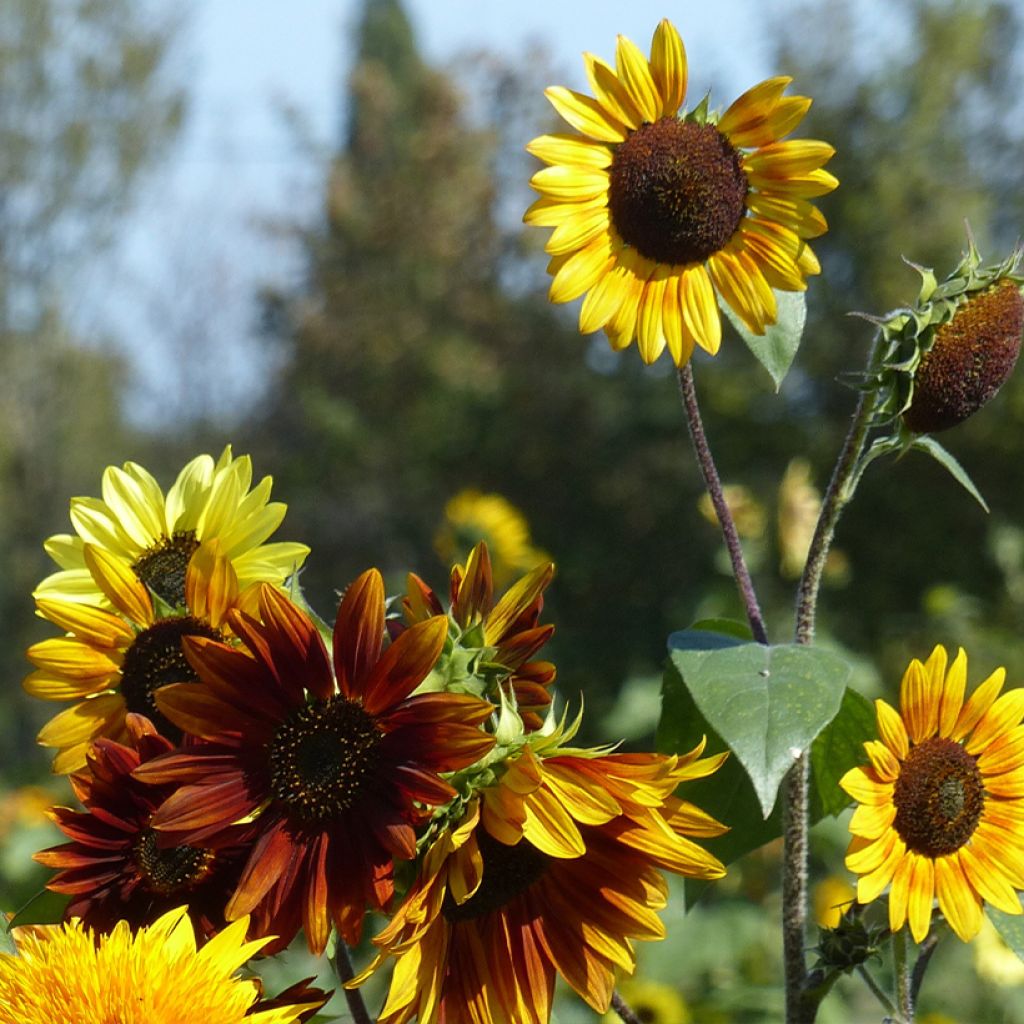 Sonnenblumen Autumn Beauty Mix (Samen) - Helianthus