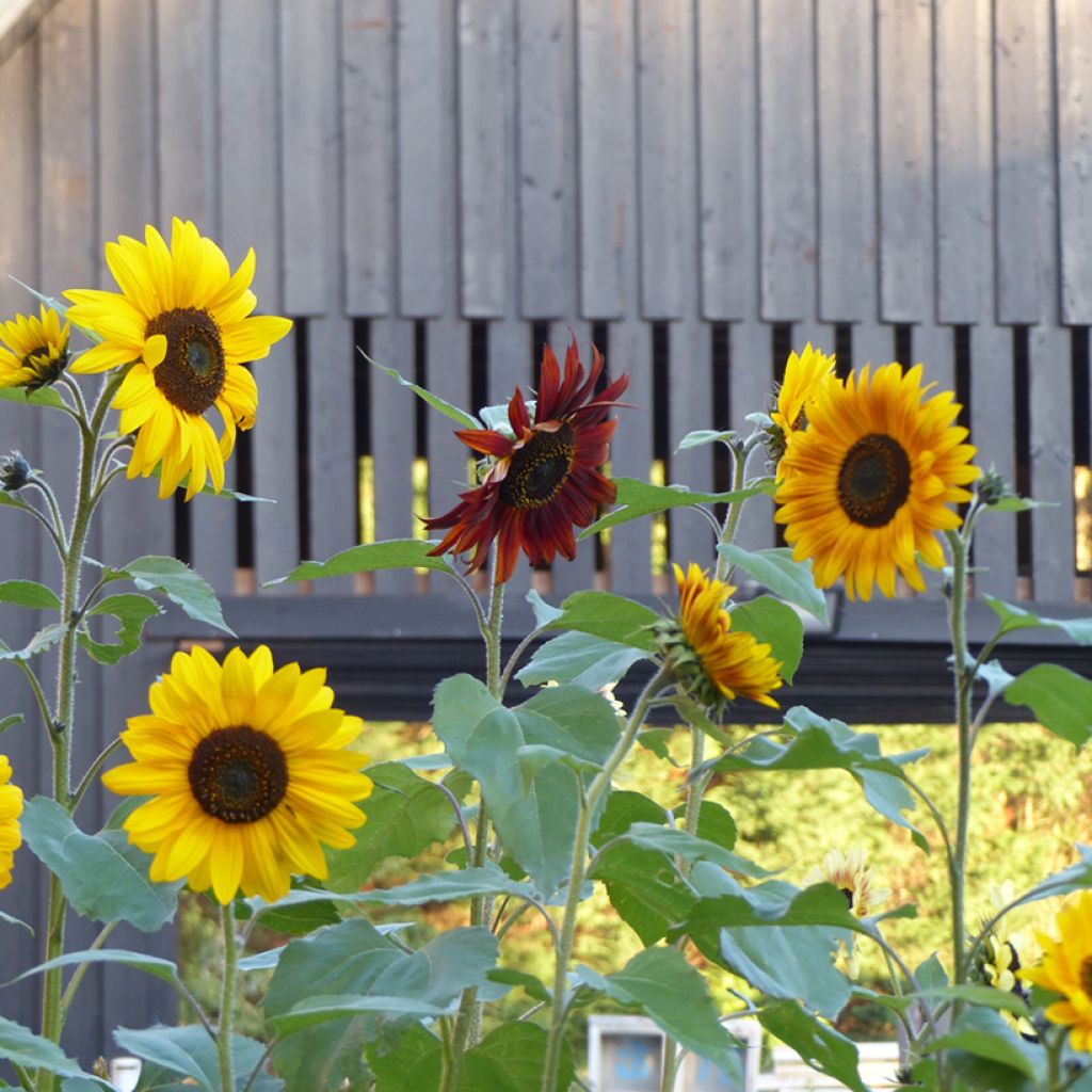 Sonnenblumen Autumn Beauty Mix (Samen) - Helianthus