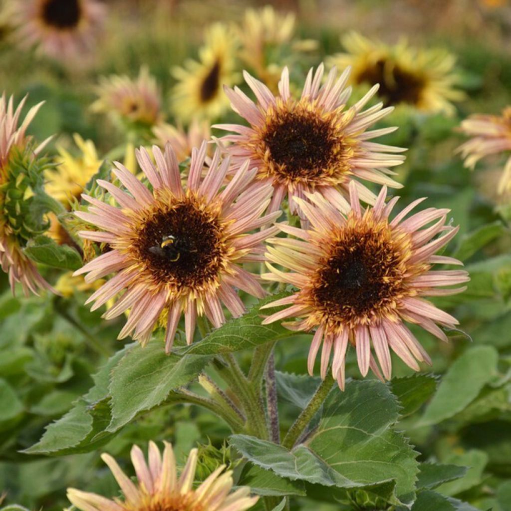 Sonnenblume Astra Rose (Samen) - Helianthus annuus 