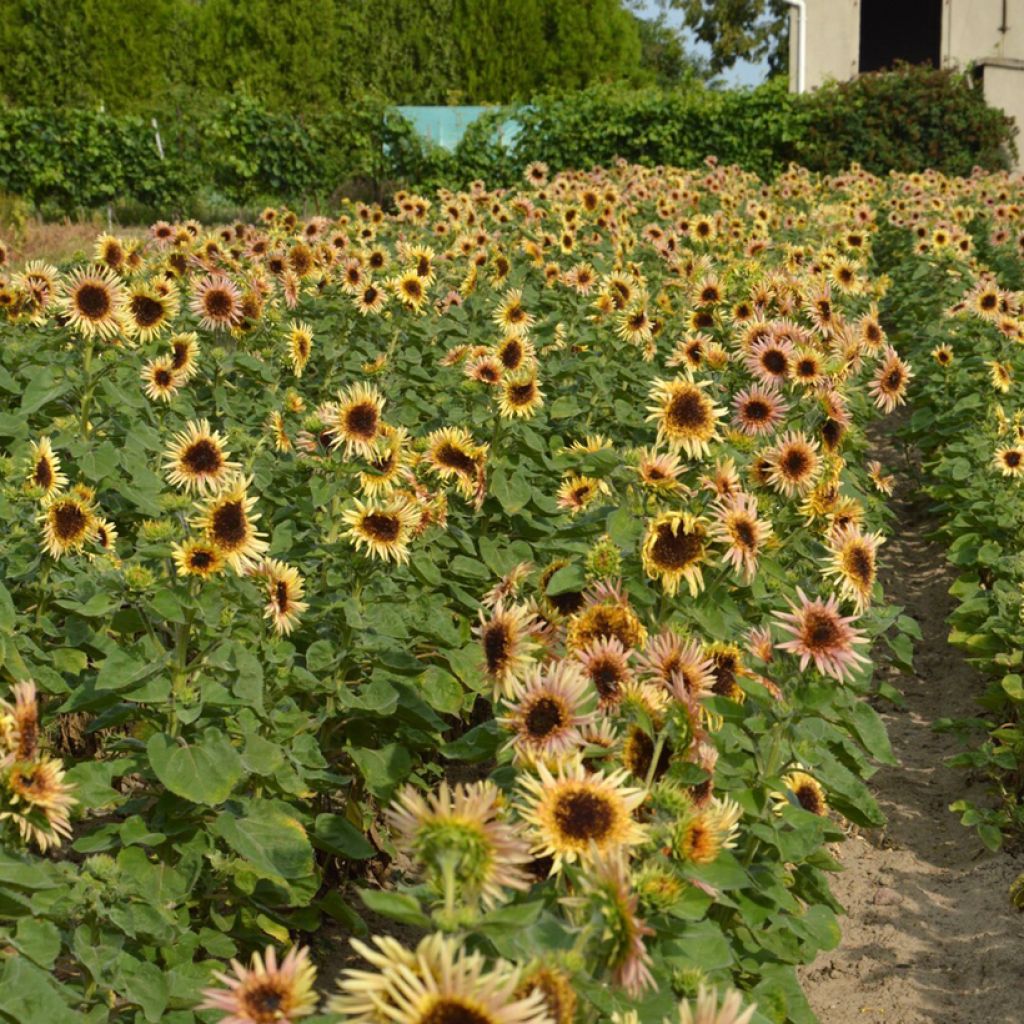 Sonnenblume Astra Rose (Samen) - Helianthus annuus 