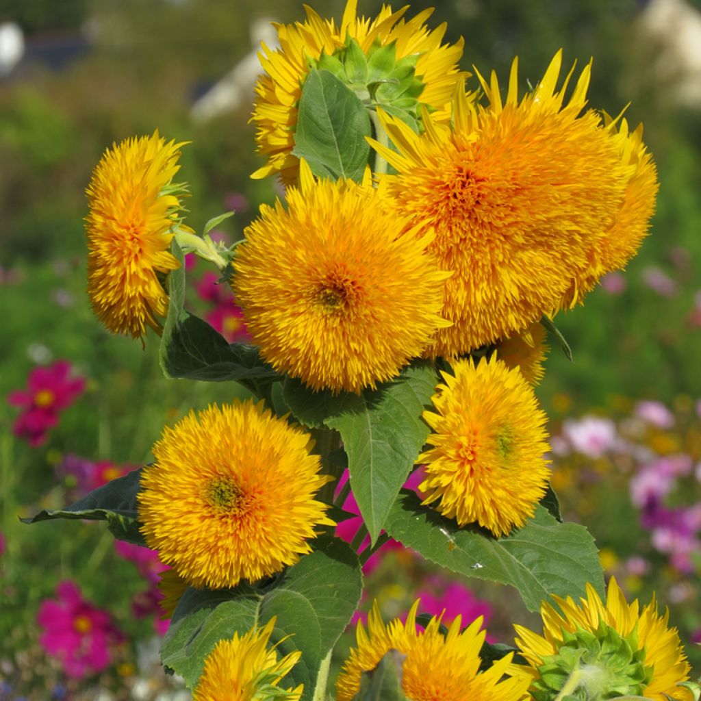 Sonnenblume Sungold (Samen) - Helianthus