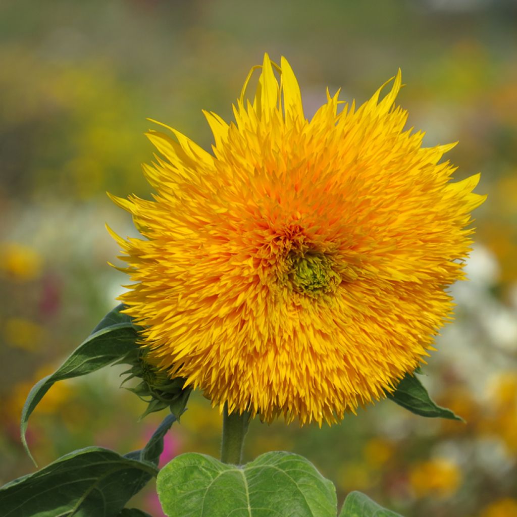 Sonnenblume Sungold (Samen) - Helianthus