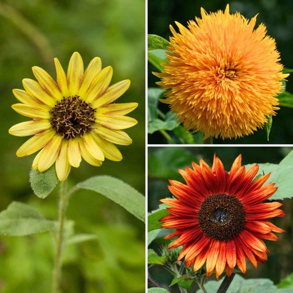 Sonnenblume Aztec Treasure Mix (Samen) - Helianthus annuus