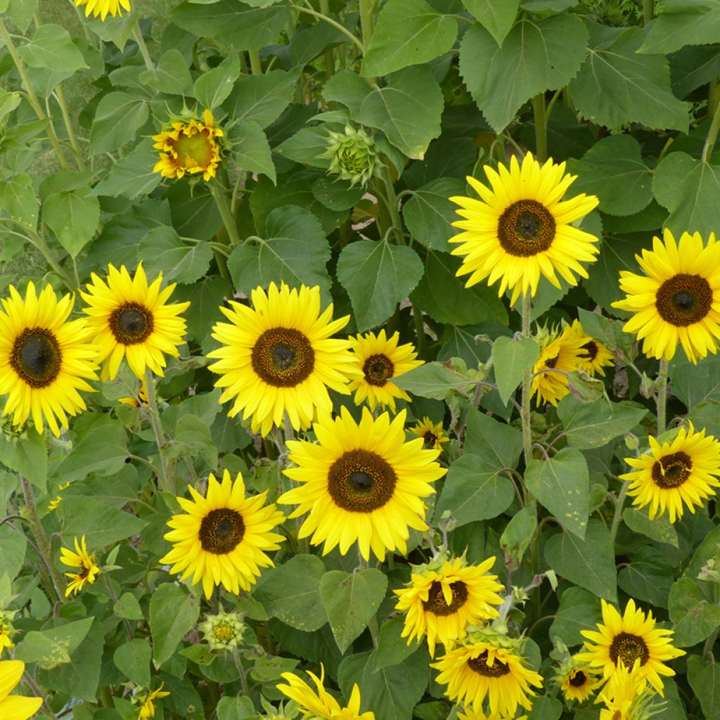 Sonnenblume Bambino (Samen)- Helianthus annuus