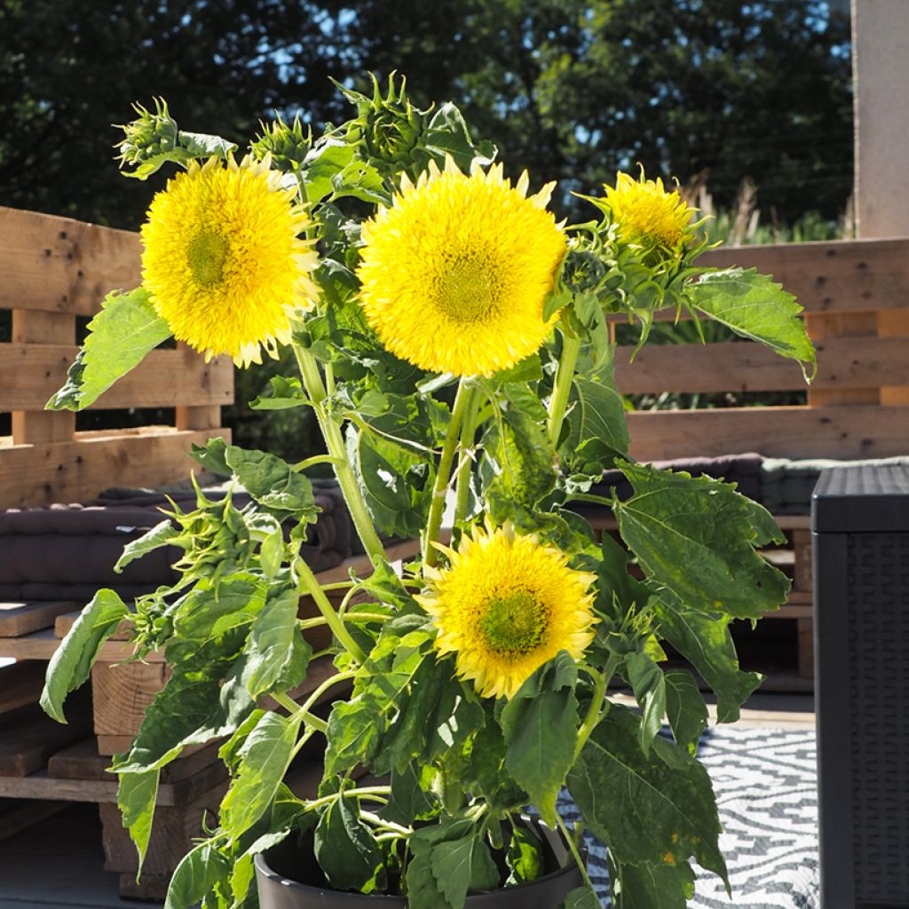 Sonnenblume Gummy Bear (Samen) - Helianthus