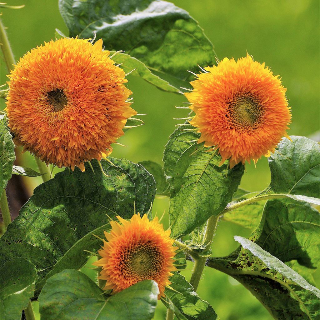 Sonnenblume Gummy Bear (Samen) - Helianthus