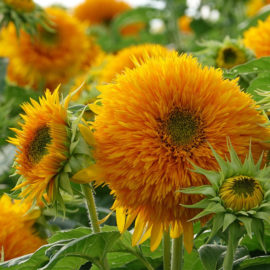 Sonnenblume Gummy Bear (Samen) - Helianthus