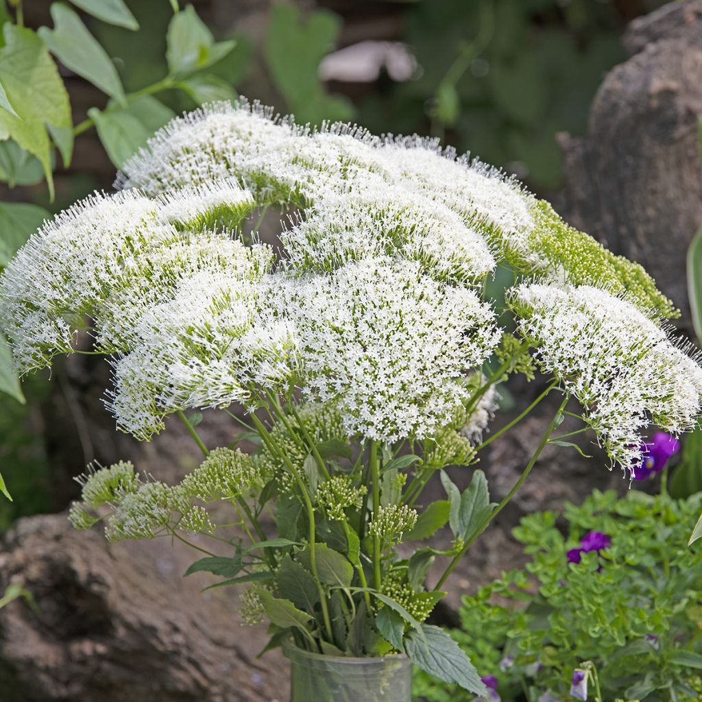 Trachelium caeruleum White Knight (Samen) - Halskraut