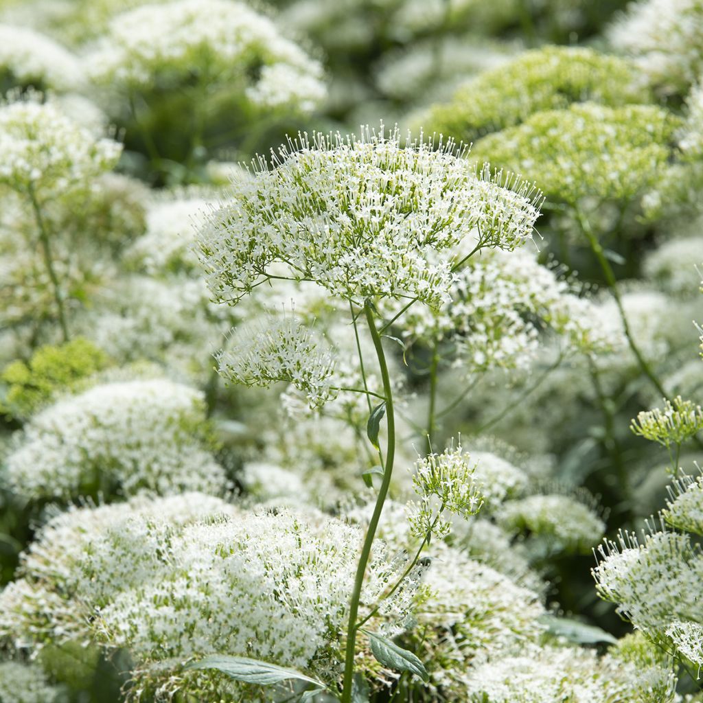 Trachelium caeruleum White Knight (Samen) - Halskraut