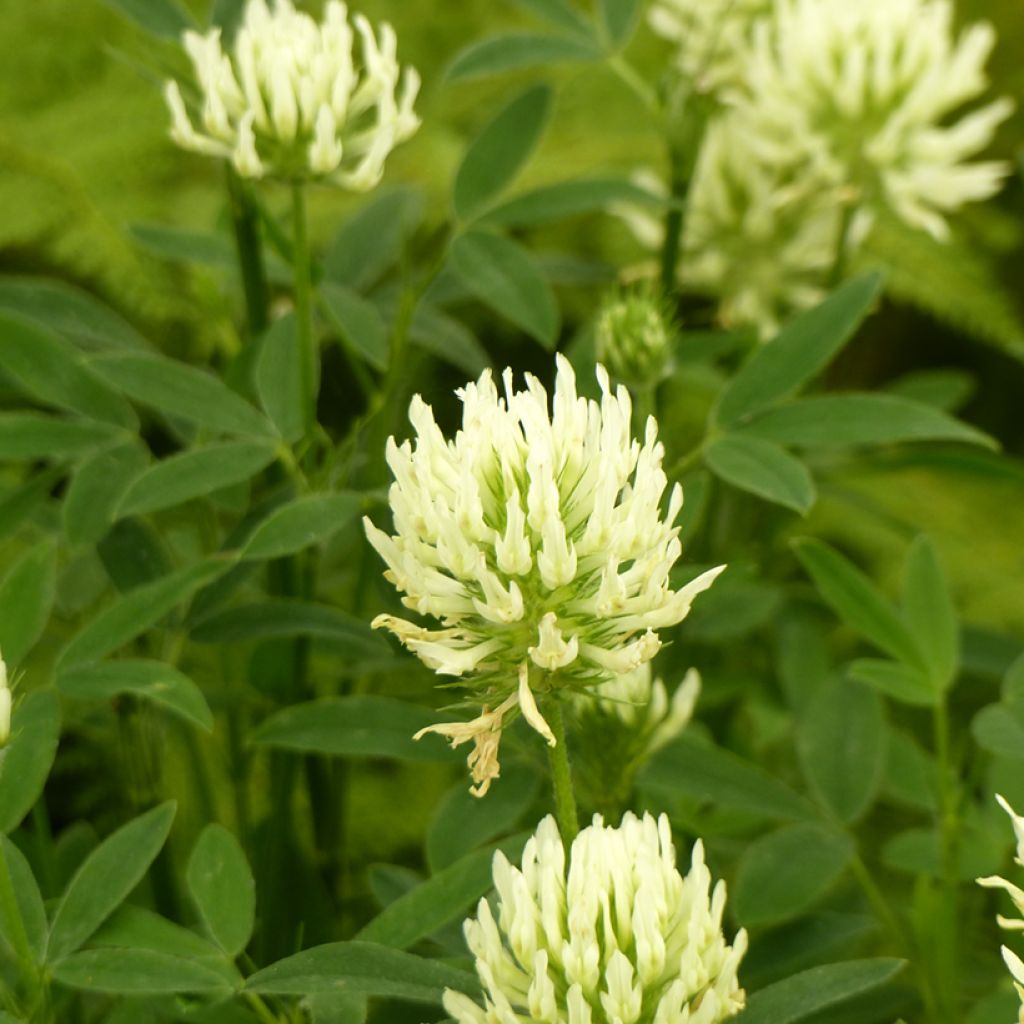 Blassgelber Klee (Samen) - Trifolium ochroleucon