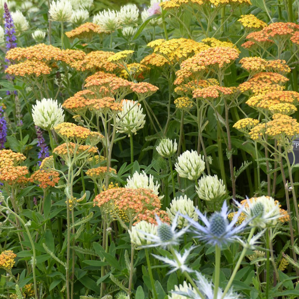 Blassgelber Klee (Samen) - Trifolium ochroleucon