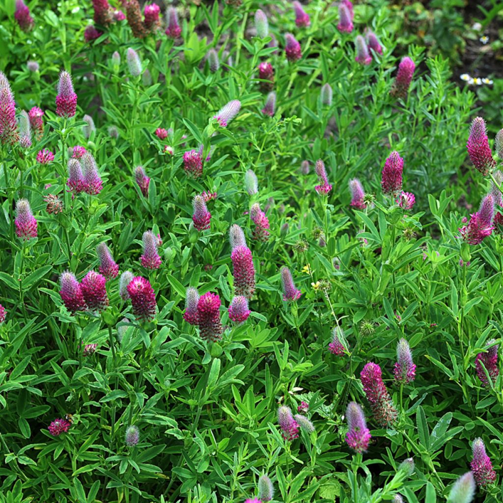 Rotköpfiger Klee (Samen) - Trifolium rubens