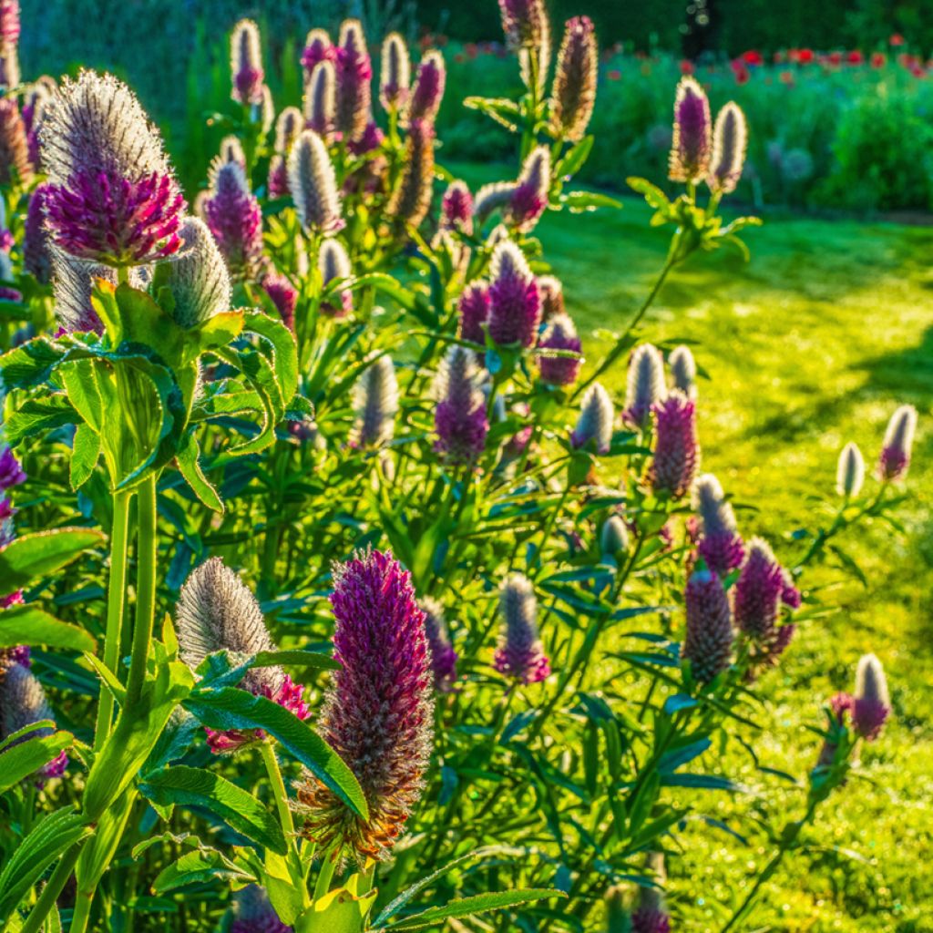 Rotköpfiger Klee (Samen) - Trifolium rubens