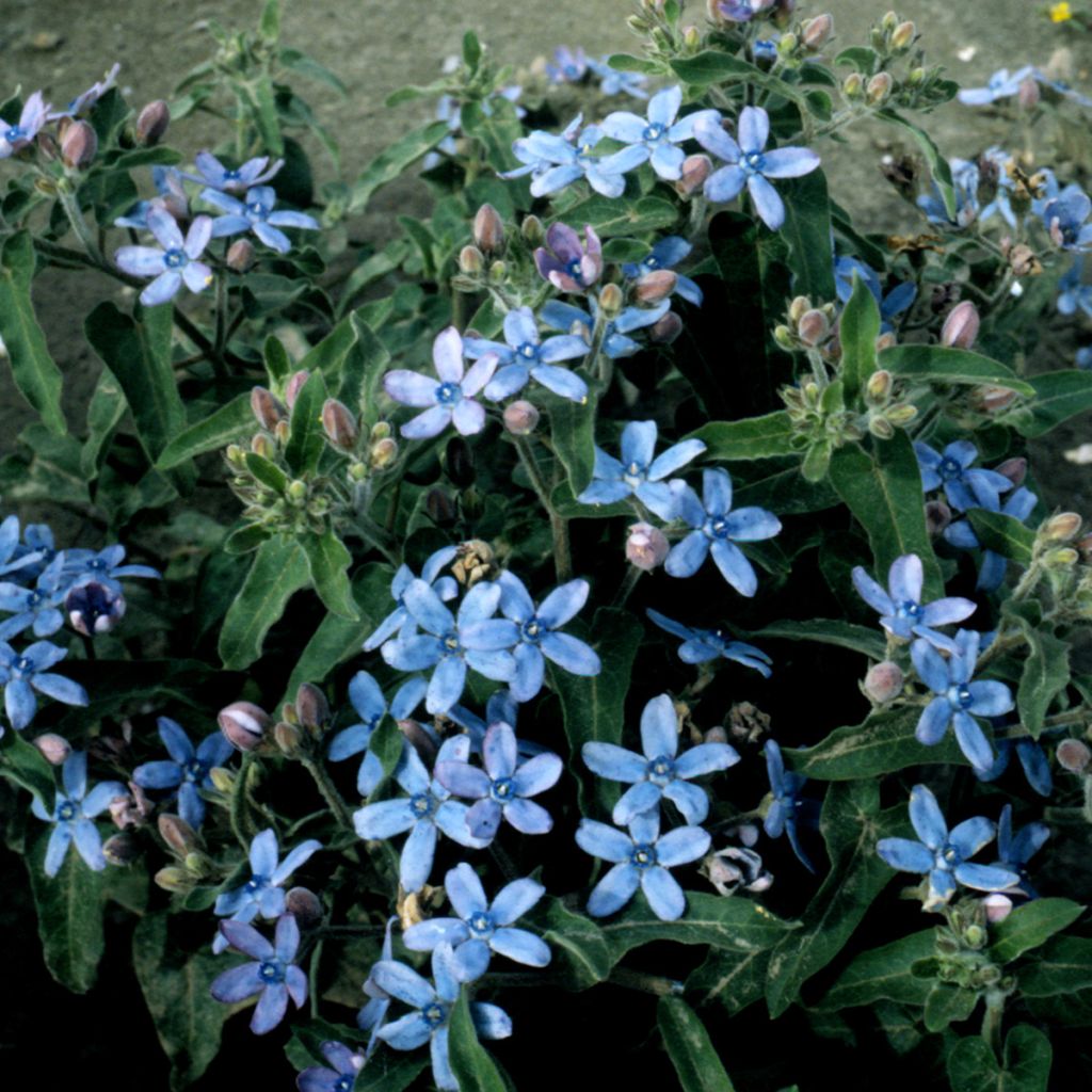 Oxypetalum coeruleum Heavenly Blue (Samen) - Blaue Seidenblume