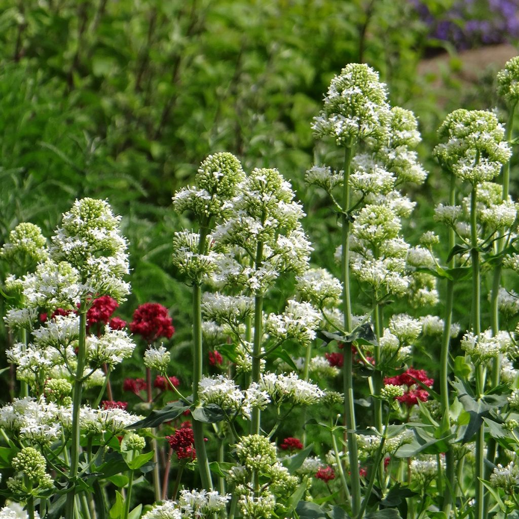 Weißblühende Spornblume Snowcloud (Samen) - Centranthus ruber