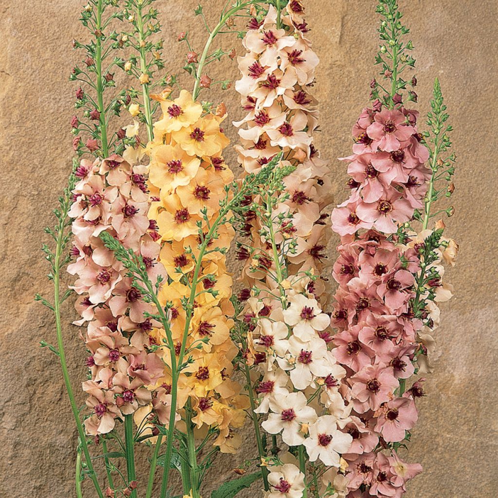 Verbascum Southern Charm (Samen) - Königskerze